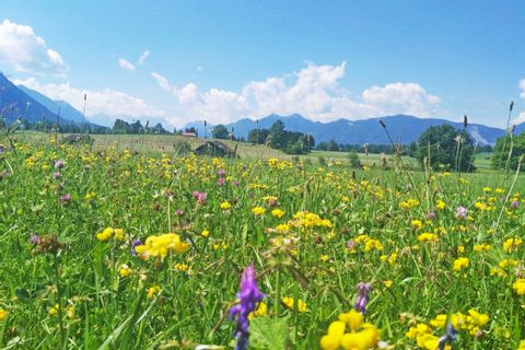 Flower meadow on the bike tour from Munich to Lake Garda