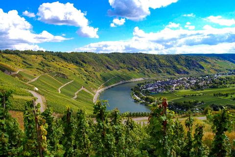 View of the Moselle vineyards 