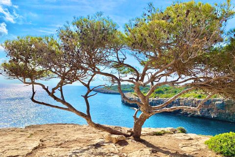 Beautiful old tree on a rocky coast in Mallorca