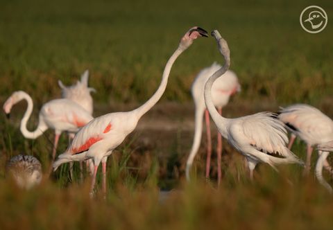 Albufera-natuurpark-Valencia-flamingo
