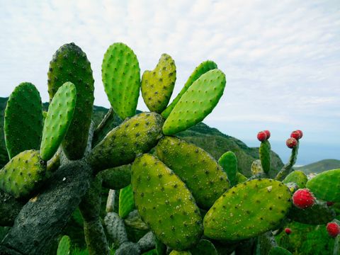 tenerife-cactus-spanje