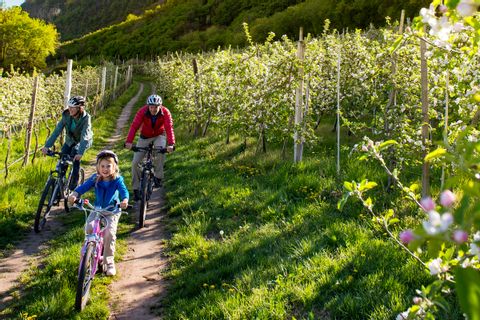 Family is cycling through apple trees in South Tyrol