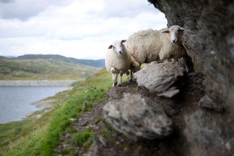 schapen-dingle-way-wandelen