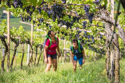 Hike through the vineyards