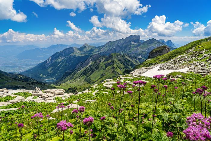 Alpine, Bergen, Bloemen, Bergmeer